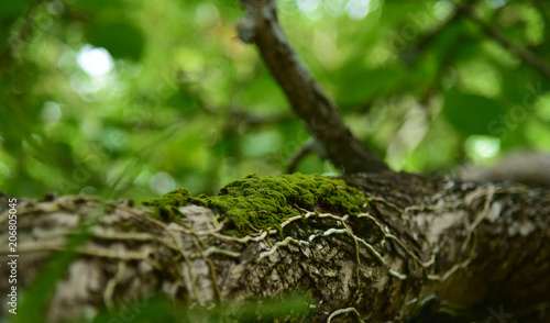 Green moss in the tree. Green moss in forest.