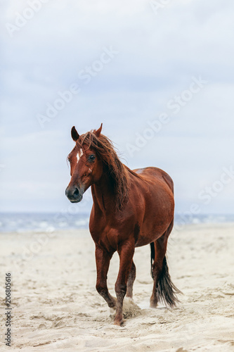 Brown horse walking by the sea on the sandy beach.