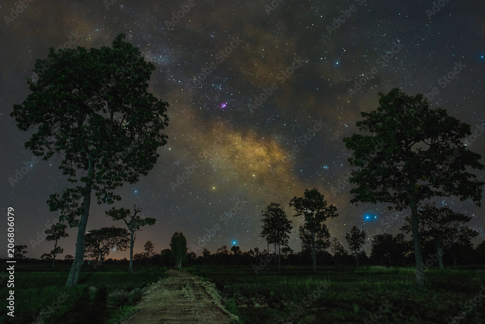 Milky way with trees foreground