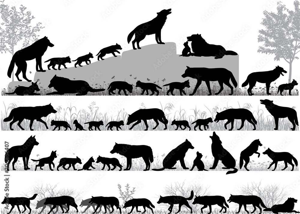 Obraz premium Sylwetki wilków i jego młodych na zewnątrz