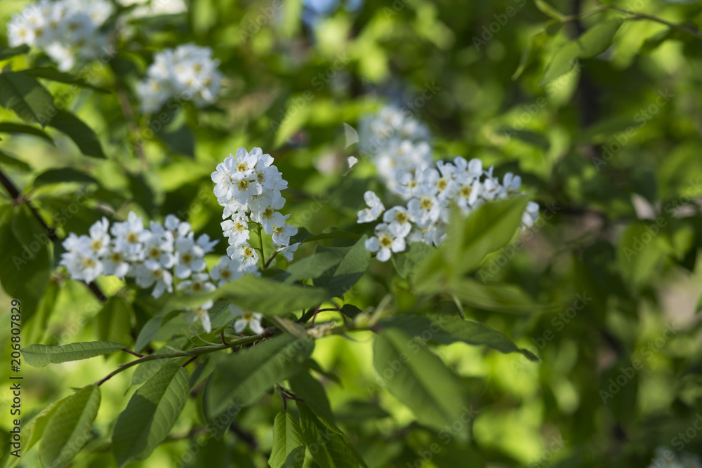 wild cherry blooms in the spring in the garden wild cherry blooms in the spring in the garden