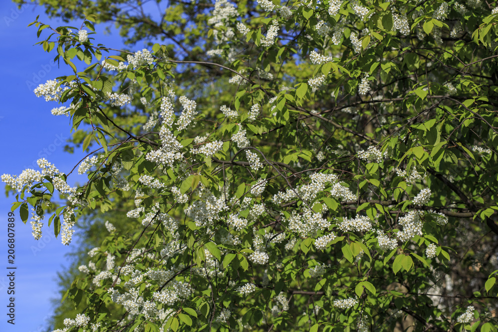 wild cherry blooms in the spring in the garden wild cherry blooms in the spring in the garden