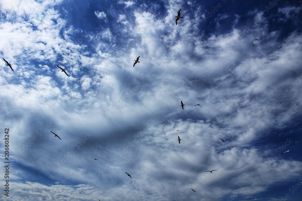 Seagulls flying under cloudy and blue sky