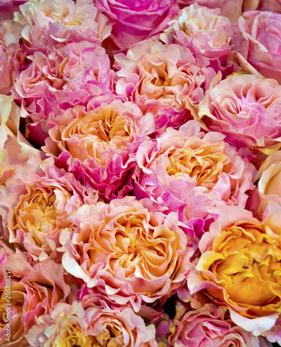 floral background of roses