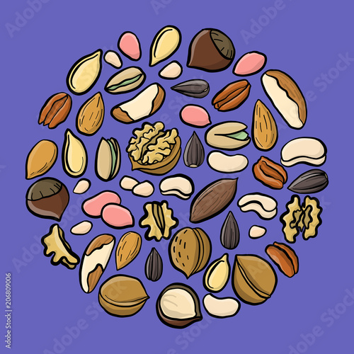 vector set of drawing nuts