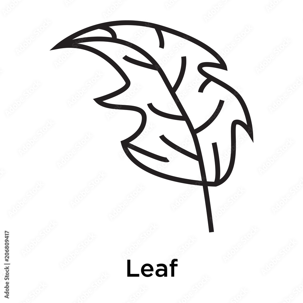 Leaf icon vector sign and symbol isolated on white background