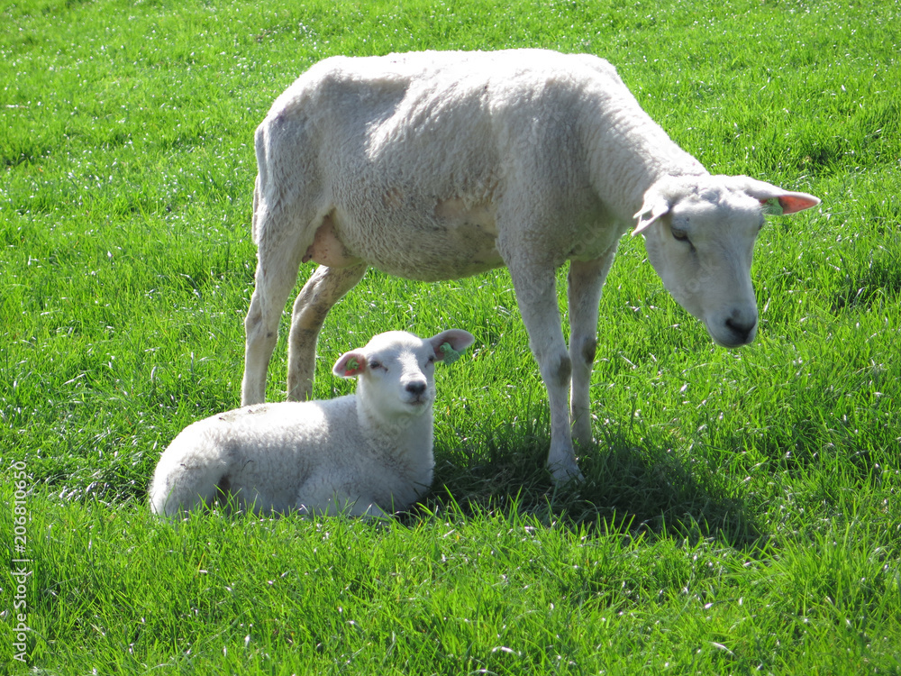 Spring lambs and sheep on grass cover dike Spring lambs and sheep on grass cover dike