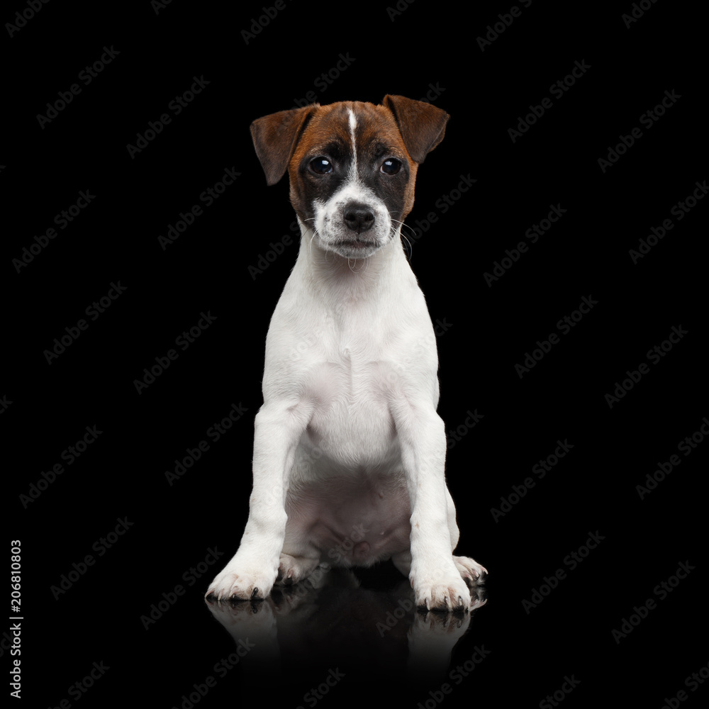 Young Jack Russel Terrier Puppy Sitting on Isolated Black Background with reflection