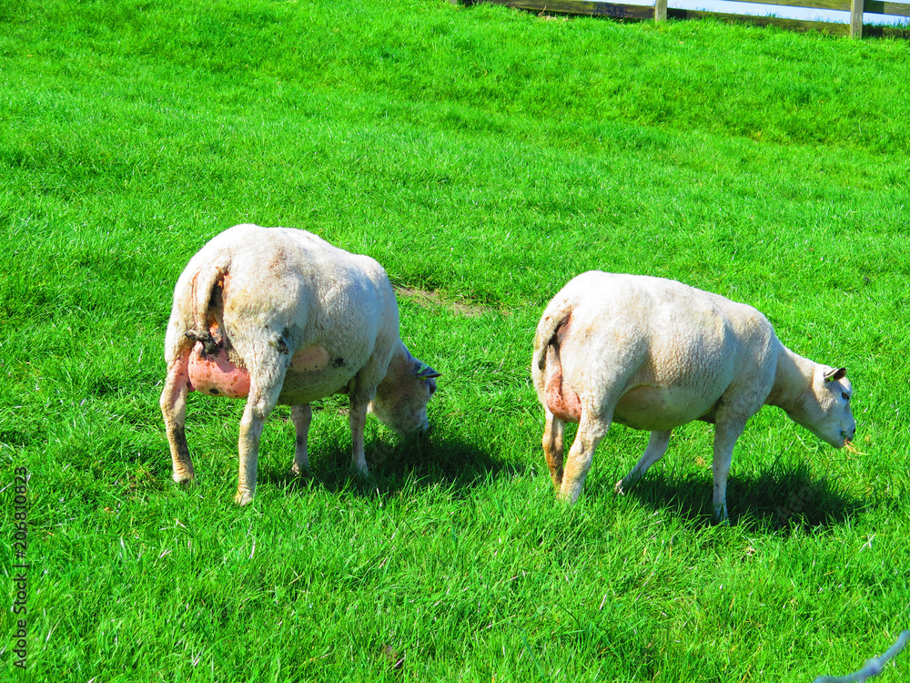 Obraz premium Pregnant mother sheep on grass cover dike