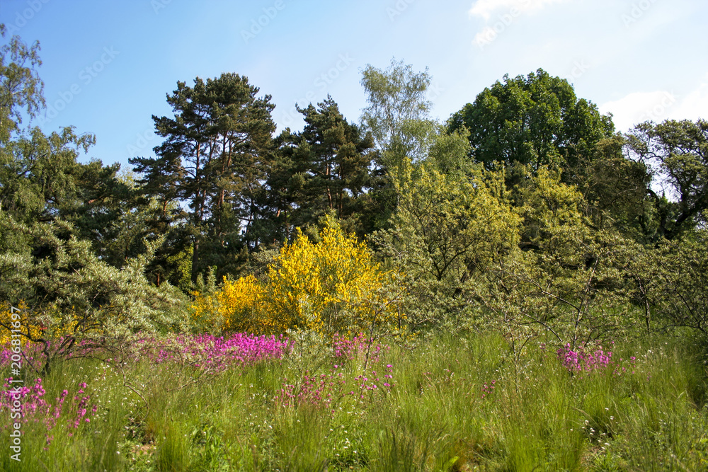 Colorful spring meadow with bushes at the edge of the forest. Germany Colorful spring meadow with bushes at the edge of the forest. Germany