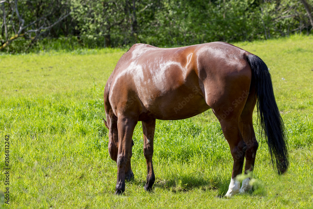 Horse on pasture in northern norway Horse on pasture in northern norway