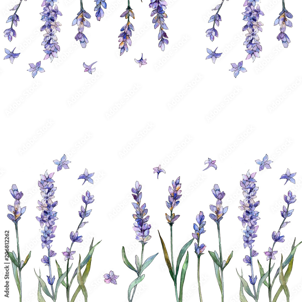 Fototapeta premium Violet lavender. Floral botanical flower. Frame border ornament square. Aquarelle wildflower for background, texture, wrapper pattern, frame or border.