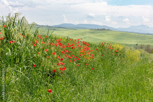 Landscape in Tuscany in Springtime. Corn Poppies in Foreground.