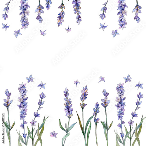 Violet lavender. Floral botanical flower. Frame border ornament square. Aquarelle wildflower for background, texture, wrapper pattern, frame or border.