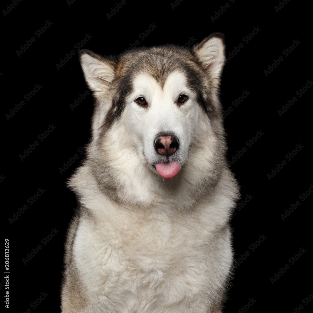 Funny Portrait of Alaskan Malamute Dog, showing tongue isolated on Black  Background, front view Stock Photo | Adobe Stock
