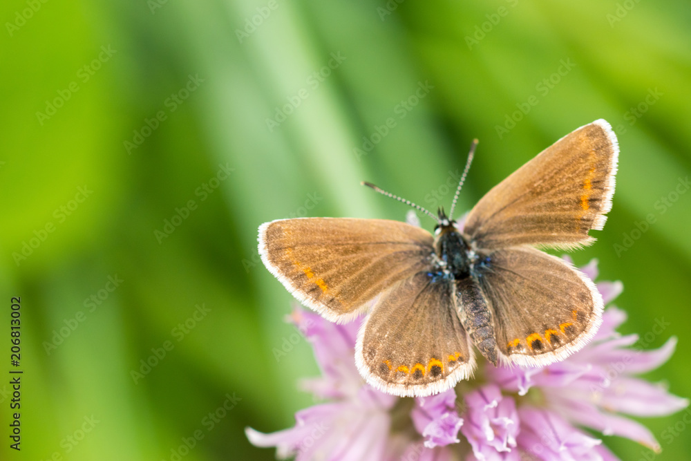 Chalkhill Blue Butterfly (Lysandra coridon) sitting on purple onion flower and feeding. Dreamy, romantic, elegant, artistic image of wild nature, close up macro. Selective focus, lenses tilt-shift Chalkhill Blue Butterfly (Lysandra coridon) sitting on purple onion flower and feeding. Dreamy, romantic, elegant, artistic image of wild nature, close up macro. Selective focus, lenses tilt-shift