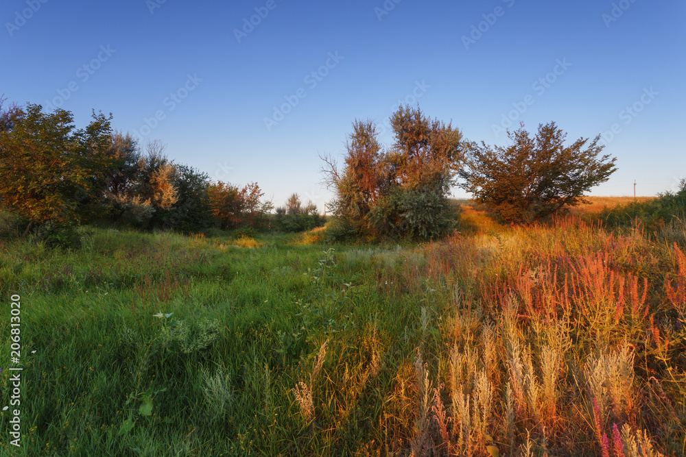 Volgograd region, Russia. Steppe morning multicolored landscape. Trees and green grass glows in the first rays of the sun