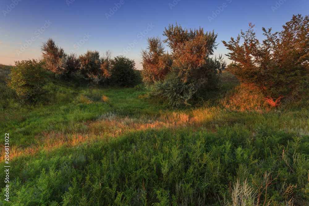 Dubovsky District, Russia. The natural scenery of the Volgograd region. The first rays of the sun shine on the bushes and grass