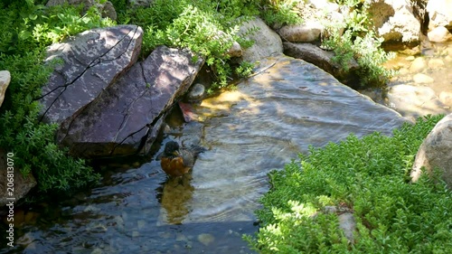 Unusual close up footage of an American Robin bathing in a creek