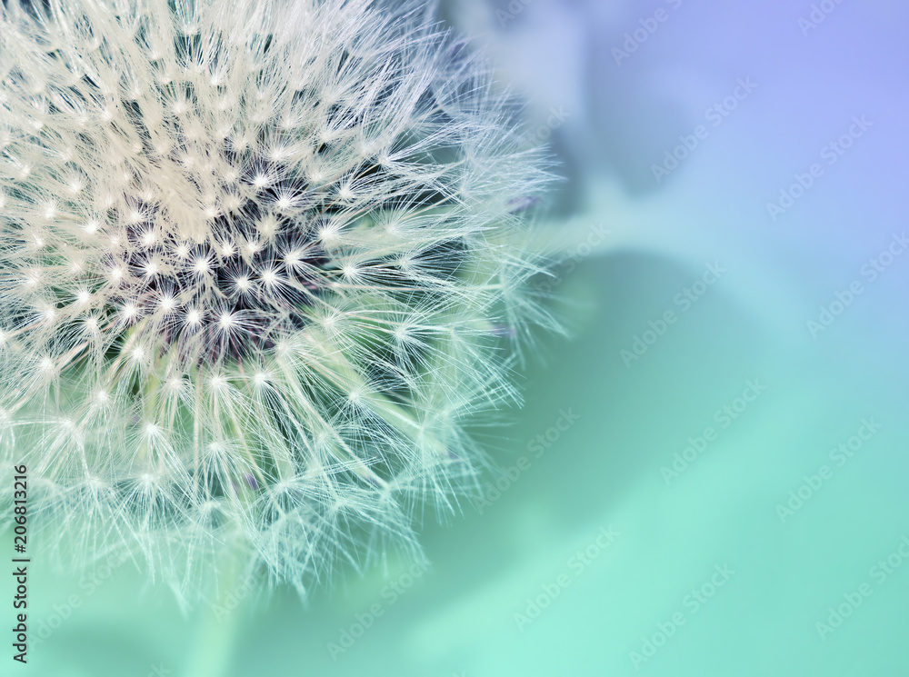 Dandelion. Dandelion close up on abstract blurred background
