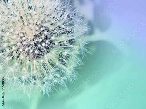 Dandelion. Dandelion close up on abstract blurred background