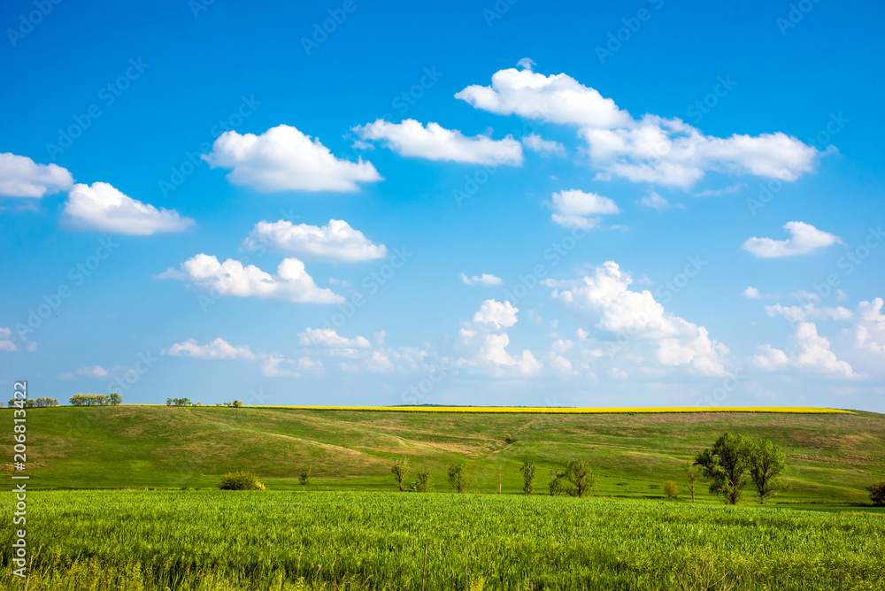 Charming landscape with a strip of yellow rape in the middle of a green wheat field against a background of cloudy sky