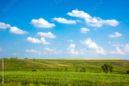 Obraz na płótnie Charming landscape with a strip of yellow rape in the middle of a green wheat field against a background of cloudy sky w salonie