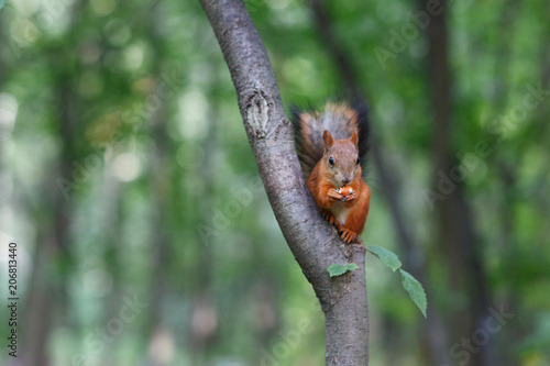 Moscow, Russia. Red squirrel sits on a tree on a summer day and bites nuts in botanical garden © rzrs
