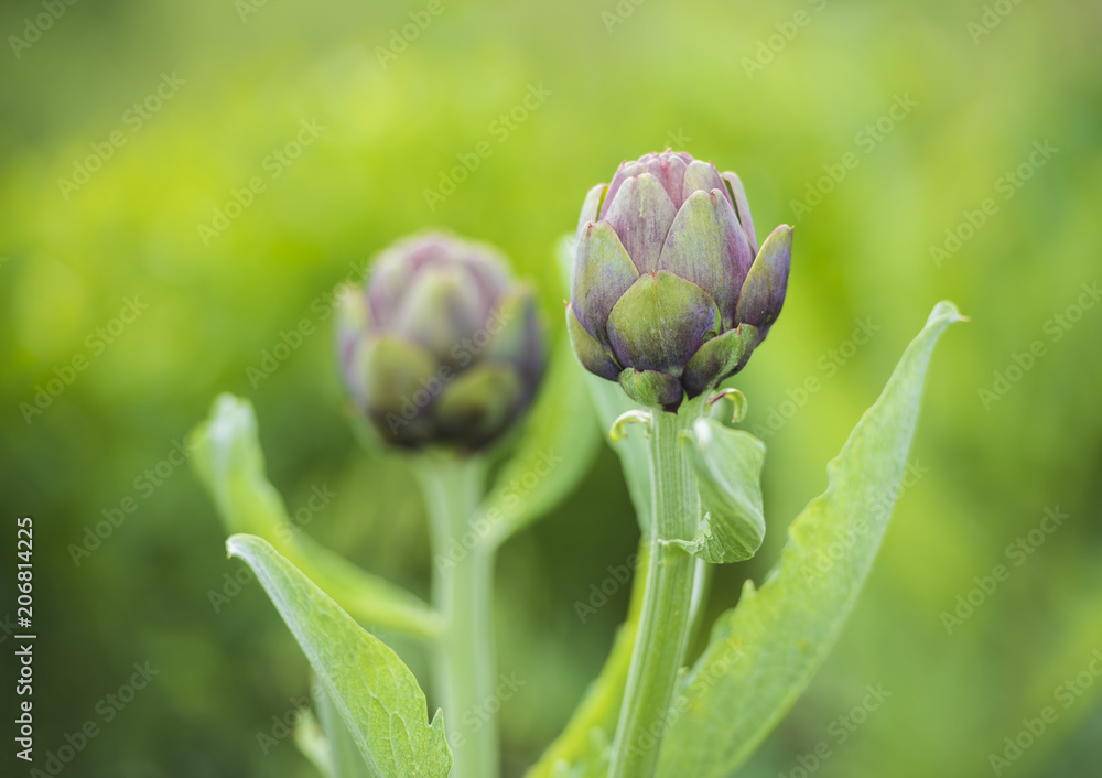 artichoke vegetable on the field artichoke vegetable on the field