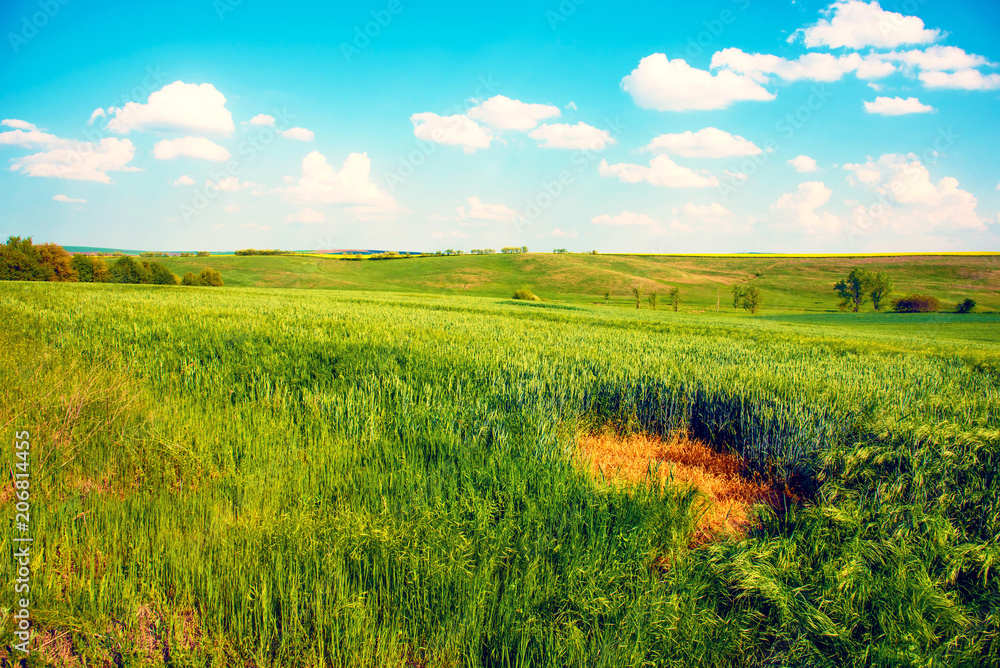 Fototapeta premium Charming landscape with a strip of yellow rape in the middle of a green wheat field against a background of cloudy sky