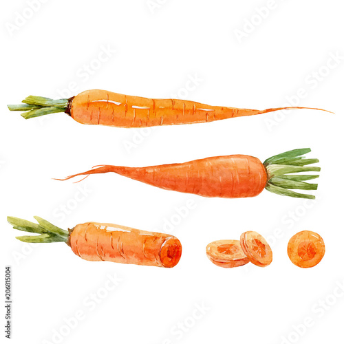 Watercolor carrot vector set