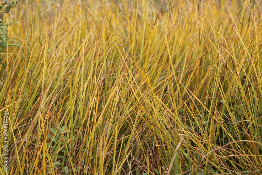 Fototapeta premium grass