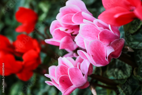 Beautiful pink and red cyclamen flowers © Pansa