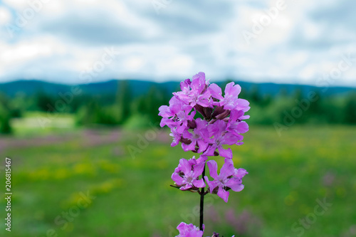 Flowers on a meadow as a background