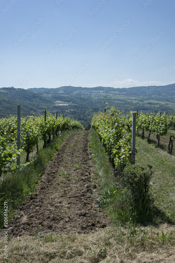 Paesaggi a Scrivellano di Travo (PC)