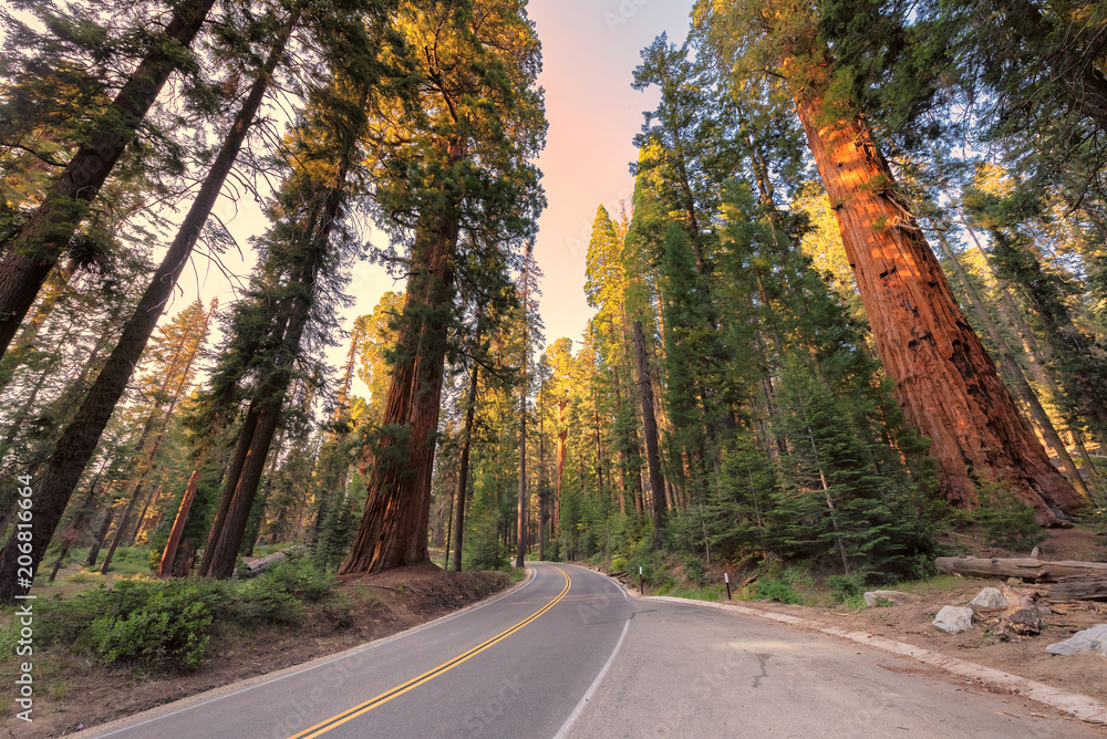 Obraz premium Driving through Avenue of the giants sequoia in Sequoia National Park, California, USA.