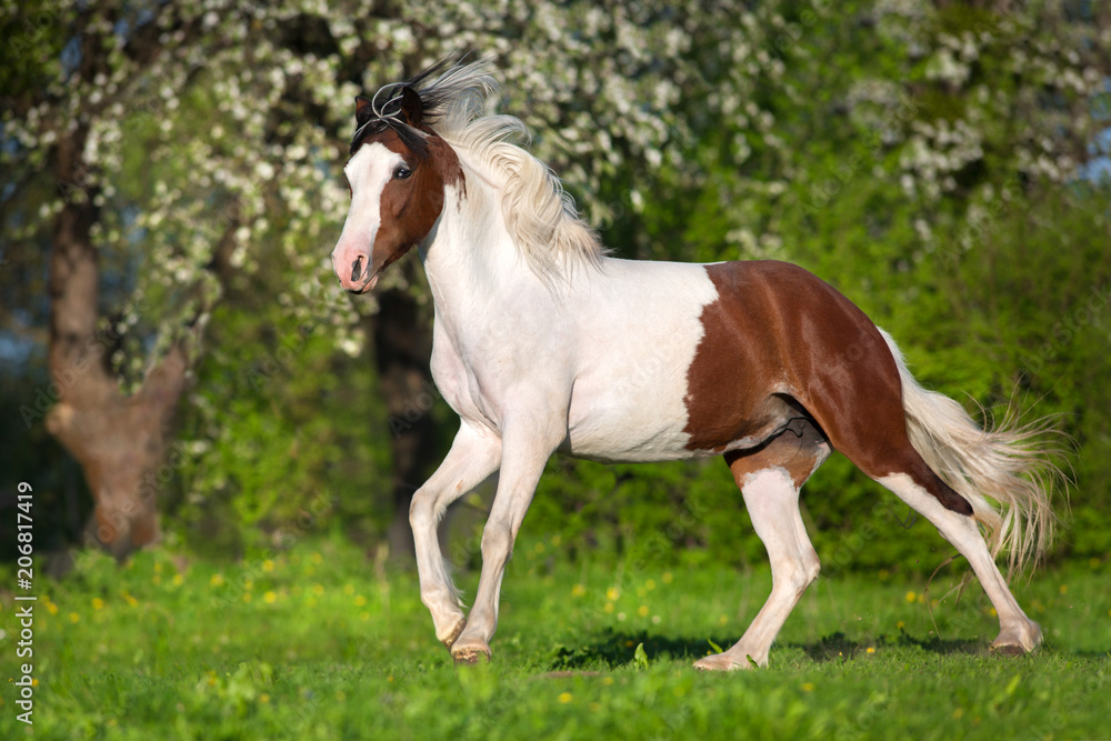Piebald horse run fun in spring landscape Piebald horse run fun in spring landscape