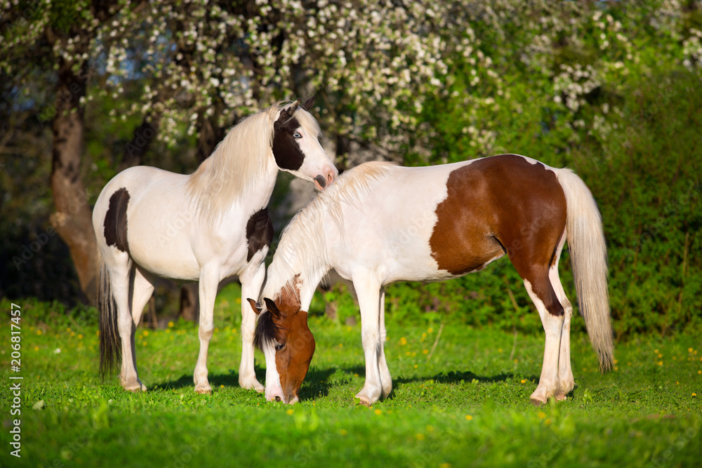 Two pinto horse on spring pasture Two pinto horse on spring pasture