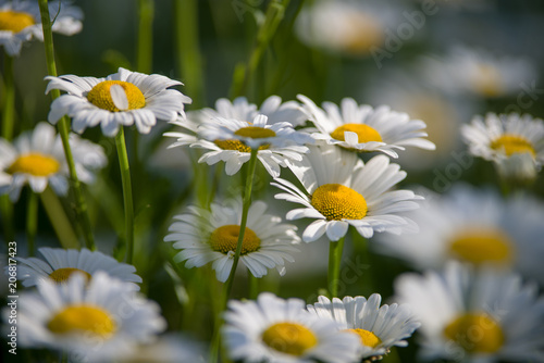 Blumen auf der Sommerwiese