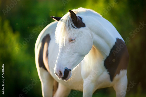 Fototapeta Naklejka Na Ścianę i Meble -  Pinto horse portrait  in sunlight 