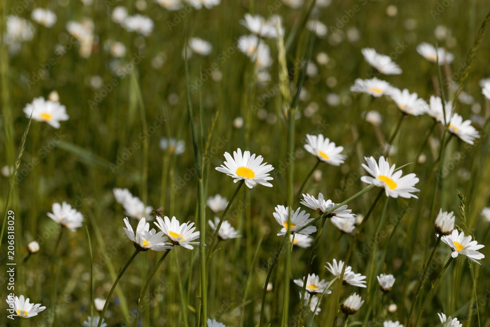 Flowers of oxeye daisies (Leucanthemum vulgare) Flowers of oxeye daisies (Leucanthemum vulgare)