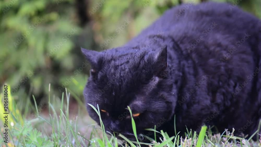 Black cat with yellow eyes outdoor. Black cat lies outside on the grass. Selkirk rex cat eating grass in the garden Black cat with yellow eyes outdoor. Black cat lies outside on the grass. Selkirk rex cat eating grass in the garden