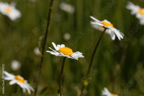 Flowers of oxeye daisies (Leucanthemum vulgare)