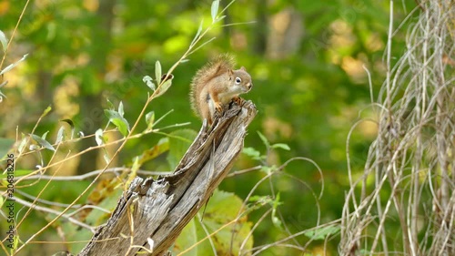 Territorial squirrel atop dead branch makes redundant sounding light wind photo