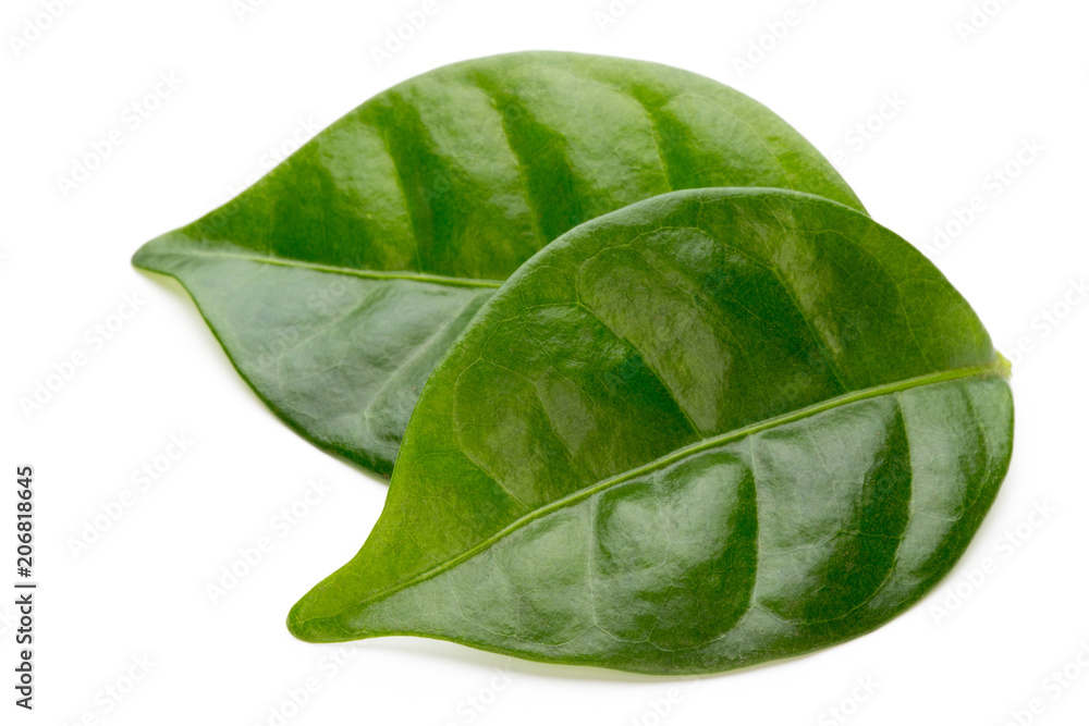 Obraz premium Green tea leaf isolated on white background.