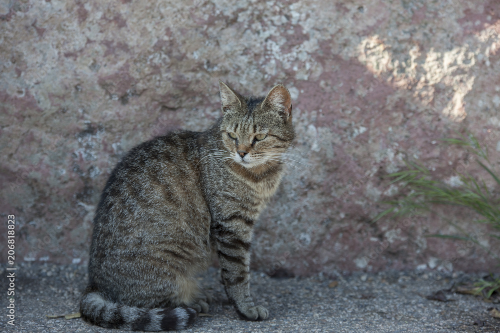 Gatto randagio