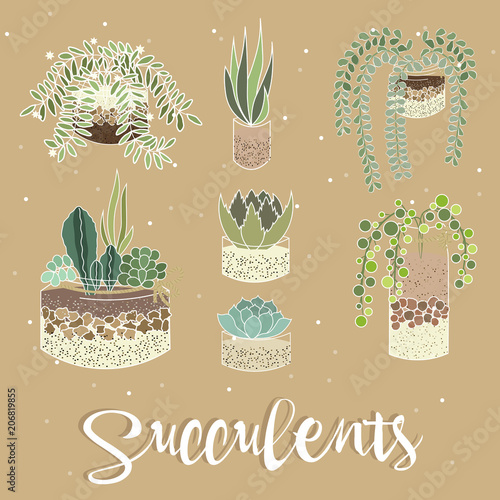 Set of cactus houseplants in flower pots. Vector icons