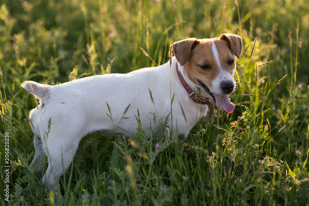 Dog Jack Russell Terrier playing on nature