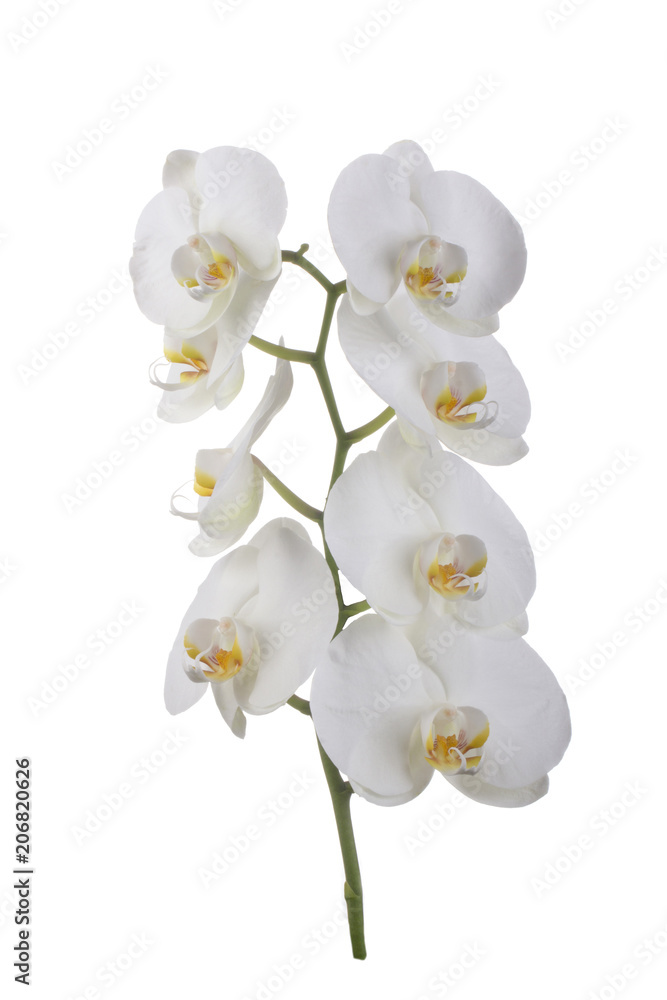 Obraz premium branch of orchid isolated