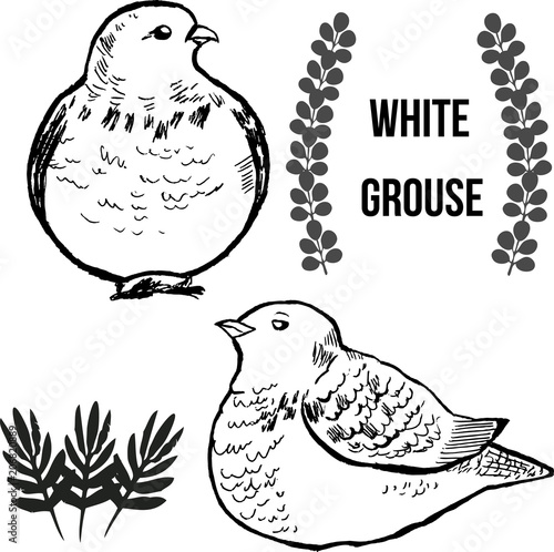 hand graphics ptarmigan isolated on white background